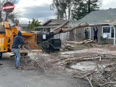 tree-removal