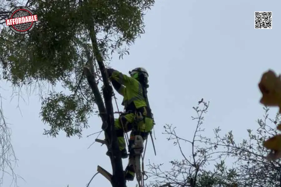 tree-services